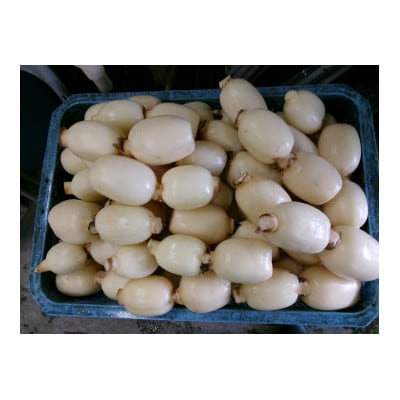 ひかりれんこん小袋入り　計4袋(1袋　400g)