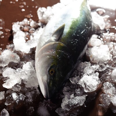 国産天然ぶり使用　ぶりトロしゃぶしゃぶ用スライス　計660g