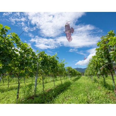 【ワインコンクール受賞】富山県南砺市　 Domaine Beau 立野原 シャルドネ×K1401
