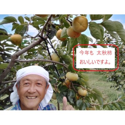 甘柿『太秋柿・輝太郎柿詰合せ』 3L　9個　白箱入り