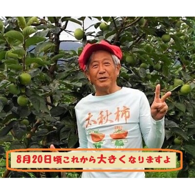 甘柿『太秋柿輝太郎柿詰合せ』　4L　8個　大化粧箱入り