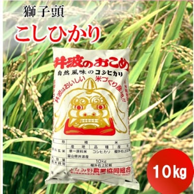 【令和6年産】井波産こしひかり　10kg