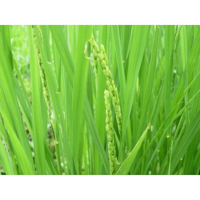 【令和6年産】厳選　富山県産こしひかり　育(はぐくみ)白米2㎏×2個セット《南砺の逸品》