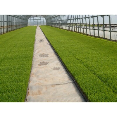 【令和6年産】富山県産こしひかり　育(はぐくみ)白米　5㎏×2個セット《南砺の逸品》