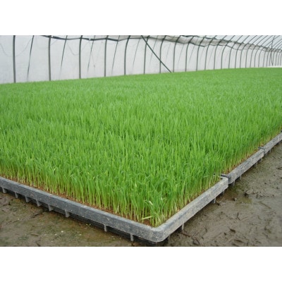 【令和6年産】使いきりパック 富山県産こしひかり　育(はぐくみ)白米300g(2合)×10袋セット