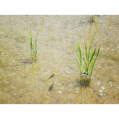 富山県産こしひかり　引越しご挨拶B　白米450g(3合)×5袋セット　《南砺の逸品》
