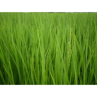 富山県産こしひかり　育(はぐくみ)贈答用　300g(2合)セットA　《南砺の逸品》
