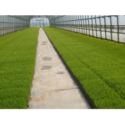 【2ヵ月毎定期便】富山県産こしひかり　育(はぐくみ) 白米5kg×4袋《南砺の逸品》全6回