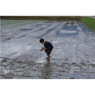 【毎月定期便】富山県産こしひかり 育(はぐくみ)白米5kg×2袋セット《南砺の逸品》全12回