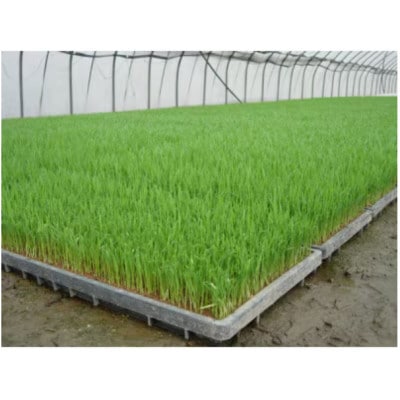 【2ヵ月毎定期便】富山県産こしひかり　育(はぐくみ)白米10kg×2袋セット《南砺の逸品》全6回