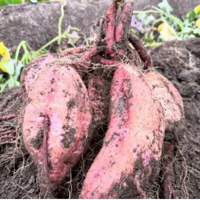 安納芋(さつまいも)　5KG