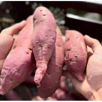 安納芋(さつまいも)　5KG