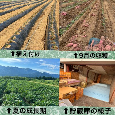 富山県南砺市立野原産赤土べにはるか計10kg