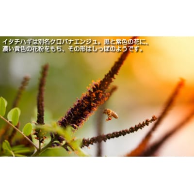 【希少】「はちみつ イタチハギ 300g」国産 純粋 非加熱 無加糖 無添加 はちみつ