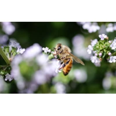 「平庭高原はちみつ(百花)600g」国産 純粋 非加熱 無加糖 無添加 はちみつ