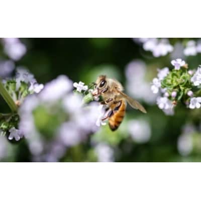 「平庭高原国産天然はちみつ(百花・とち)各600gセット」国産 純粋 非加熱 無添加 はちみ