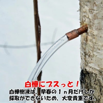 白樺樹液と肌 しっとり美肌オールインワンジェル100g