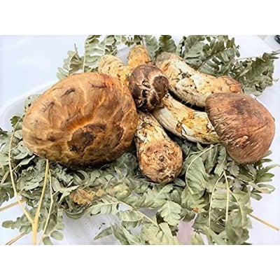 久慈産【冷凍】天然松茸「訳あり規格外品」200g
