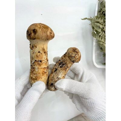 久慈産【冷凍】天然松茸「訳あり規格外品」300g