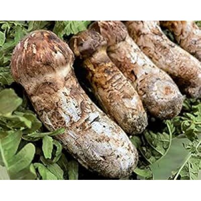 久慈産【冷凍】天然松茸「訳あり規格外品」400g