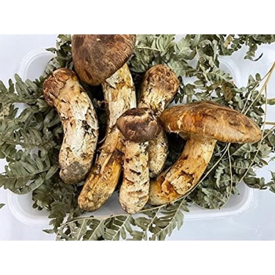 久慈産【冷凍】天然松茸「特選」400g