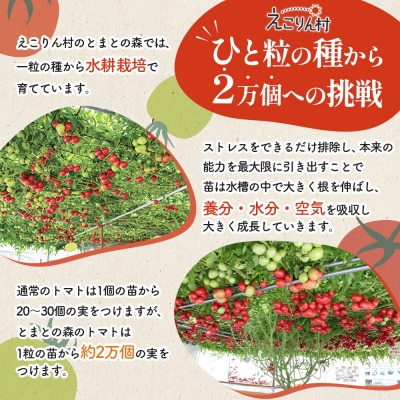 えこりん村トマト使用のポテトチップス60g×2袋【190010】