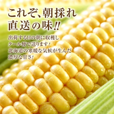 朝どり スイートコーン 20本 北海道産 とうもろこし【31000103】