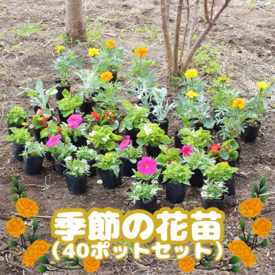 [先行受付]季節の花苗(40ポットセット)|季節の花苗 40ポット[780001]