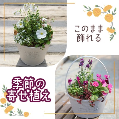 [先行受付このまま飾れる 季節の寄せ植え[780006]