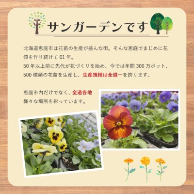 【先行受付このまま飾れる　季節の寄せ植え【780006】