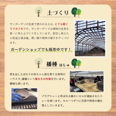 【先行受付このまま飾れる　季節の寄せ植え【780006】