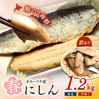 【ワケあり】 ”生冷” 春にしんフィレ1.2kg(オホーツク産・オス無塩)【20033】