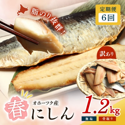 【ワケあり】特大 “生冷” 春にしんフィレ1.2kg 6ヶ月定期便【20047】