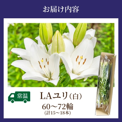 【2週間以内発送】≪期間限定≫LA ユリ(白) 約15本 生花 切花 百合 国産_T045-0041