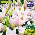 【2週間以内発送】≪期間限定≫LA ユリ(ピンク)約15本 ゆり 切花 国産_T045-0051