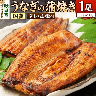 鰻 うなぎ蒲焼き 仕出しのせきや 160～200g×1尾 タレ、山椒付|15_ssy-040101