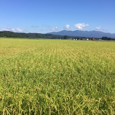 農家直送 あきたこまち 5kg 令和6年産 米 白米 田口商店|15_tgs-010501