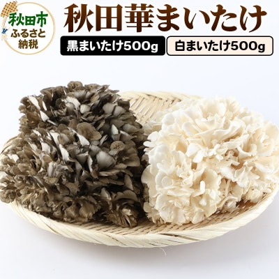 秋田華まいたけセット 黒まいたけ 白まいたけ 各約500g 舞茸 きのこ|15_jjk-040101