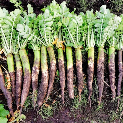 農薬を使わずに育てた 沼山大根のパリポリがっこ 150g×3袋 |15_cmn-010301