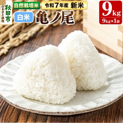 新米 受付 令和7年産 自然栽培米 亀ノ尾 精米 9kg|15_myn-4x0901h