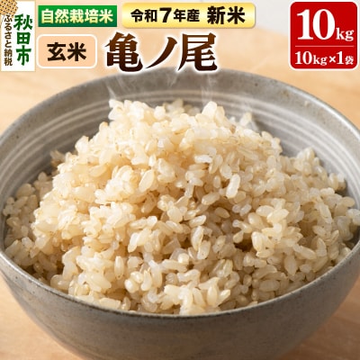 新米 受付 令和7年産 自然栽培米 亀ノ尾 玄米10kg|15_myn-4x1001g