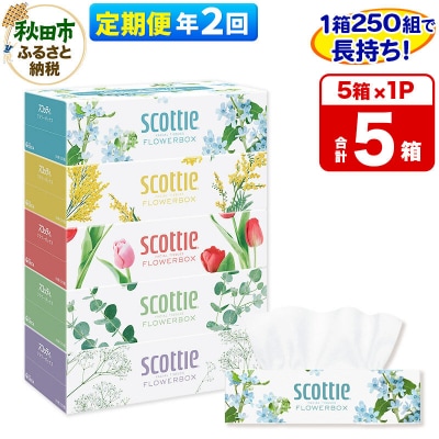 《2回定期便》ティッシュ スコッティフラワーボックス 250組 5箱×1|15_nsc-070102