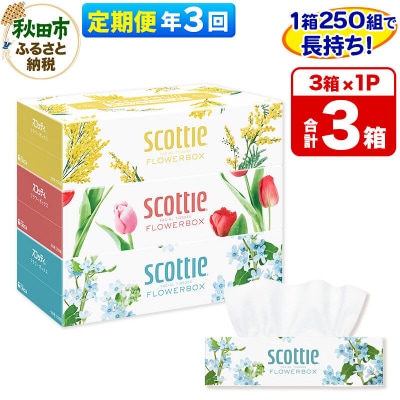 《3回定期便》ティッシュ スコッティフラワーボックス 250組 3箱×1|15_nsc-060103