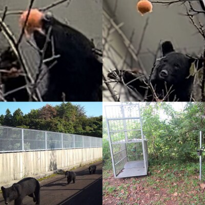 【返礼品なし】秋田県秋田市 クマ被害防止緊急対策支援|15_asy-05xxxx