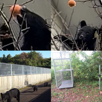 【返礼品なし】秋田県秋田市 クマ被害防止緊急対策支援 1,000円|15_asy-050101