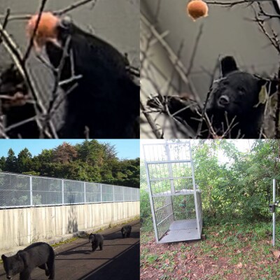 【返礼品なし】秋田県秋田市 クマ被害防止緊急対策支援 5,000円|15_asy-050501