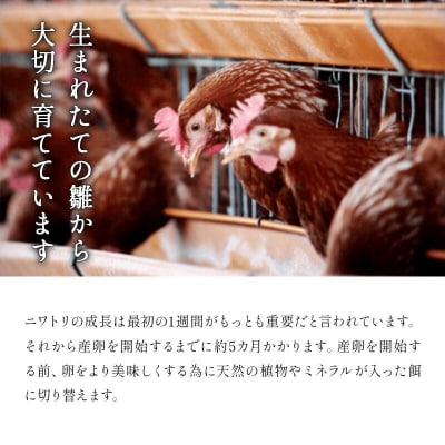 定期便2回 純国産鶏種 卵『もみじ』27個+割れ保証3個 10個×3P|15_tyt-020302