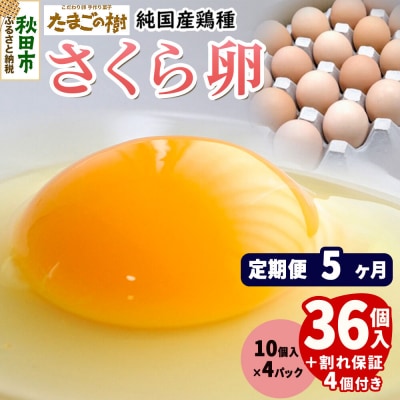 定期便5回 純国産鶏種 卵『さくら』36個+割れ保証4個 10個×4P|15_tyt-030405