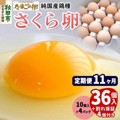 定期便11回 純国産鶏種 卵『さくら』36個+割れ保証4個 10個×4P|15_tyt-030411