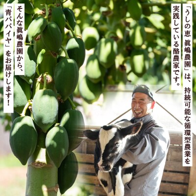 パパイヤ 2玉 青パパイヤ 野菜ソムリエが育てた mj-0017
